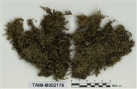 藏品(鈍葉疣柄苔)的圖片